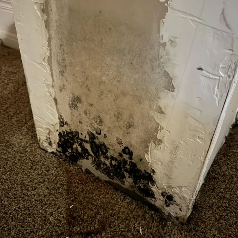 Professional Mold Removal in Morgandale, OH